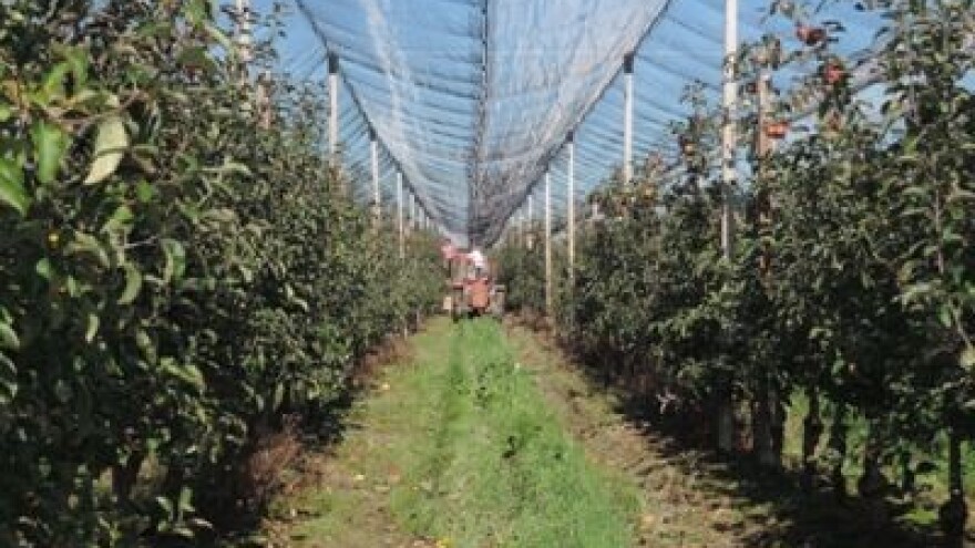 Milijun kuna za sortiranje i pakiranje voća