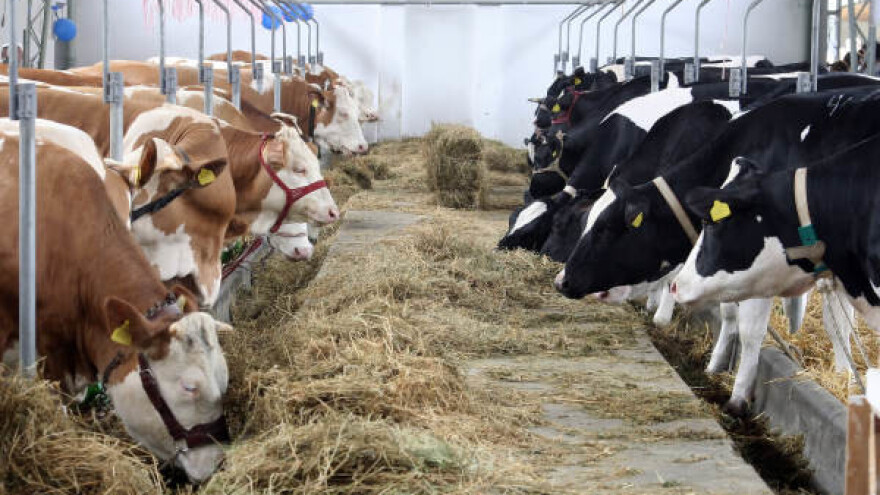Francuska vlada priprema plan za spas stočarstva