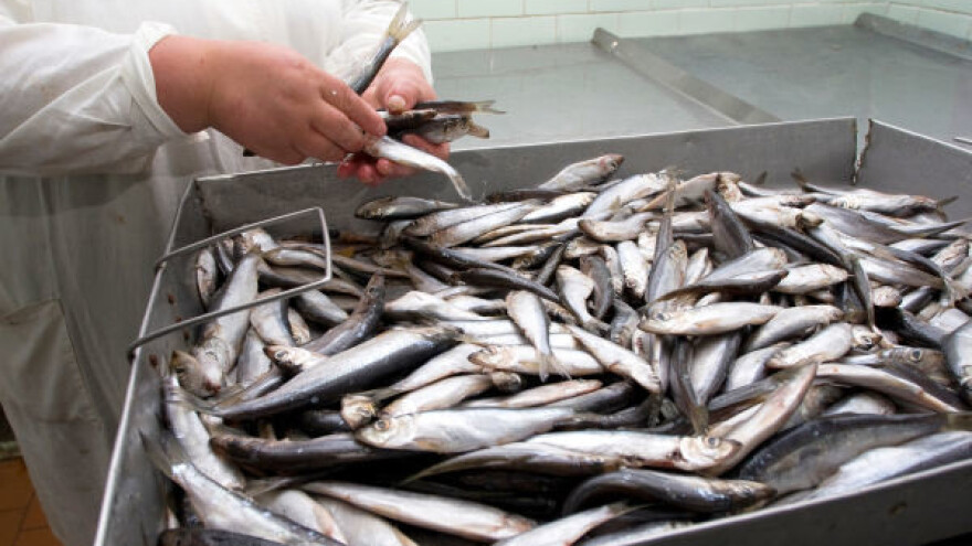 Raste francuski uvoz ribe!