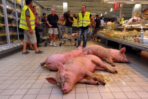 Francuski farmeri pustili svinje u trgovački centar
