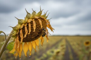 Francuzi zabranjuju pesticide štetne za pčele?