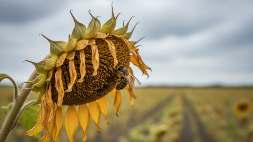 Francuzi zabranjuju pesticide štetne za pčele?