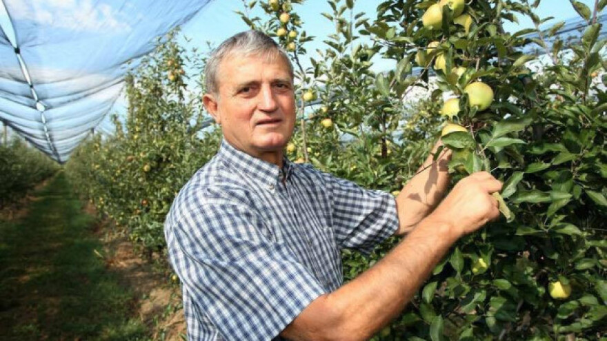 Poticaji za nepostojeće voćnjake uništavaju voćarstvo