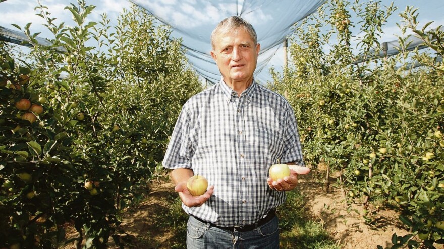 Nikad više jabuka, nikad manje sezonaca: Onoga tko odbije sezonski raditi u poljoprivredi treba izbrisati s biroa?