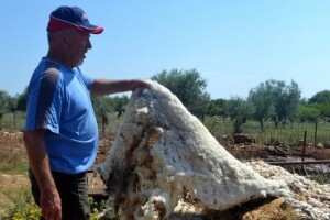 Nesvakidašnje iskustvo Frane Pavlovića: Ovčju vunu malčira i koristi kao organsko gnojivo u masliniku