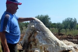 Nesvakidašnje iskustvo Frane Pavlovića: Ovčju vunu malčira i koristi kao organsko gnojivo u masliniku