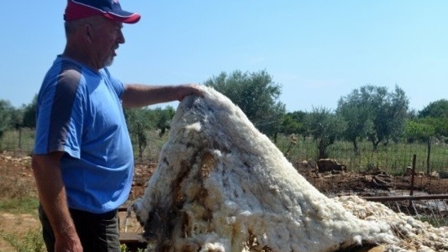 Nesvakidašnje iskustvo Frane Pavlovića: Ovčju vunu malčira i koristi kao organsko gnojivo u masliniku