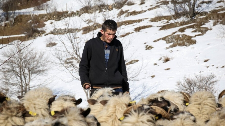 Ovčarstvo nije lagan posao, ali koji jest?