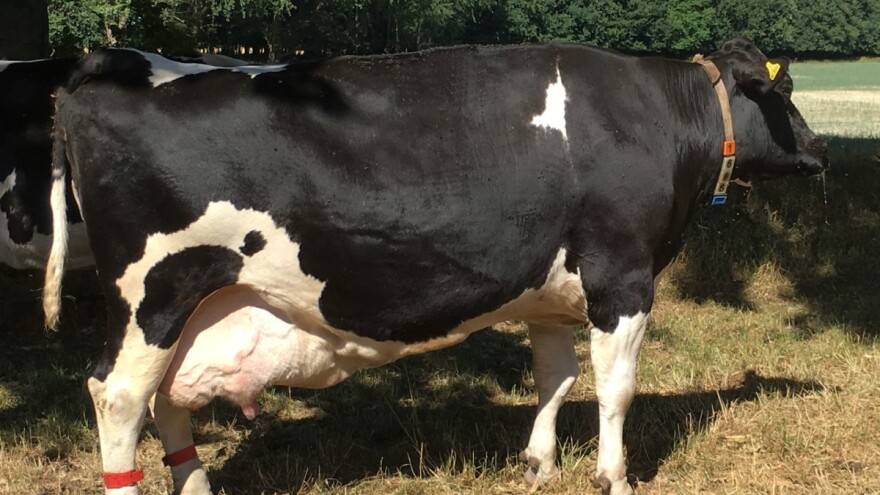 Krava "Frauke" postigla životnu proizvodnju od 150.000 kg mlijeka!