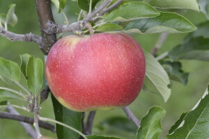Od prve sadnice do vodiča za preporučeni sortiment jabuke: Što je pokazao Appleresist projekt?