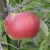 Od prve sadnice do vodiča za preporučeni sortiment jabuke: Što je pokazao Appleresist projekt?