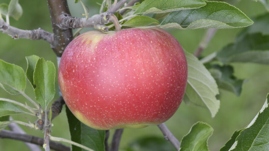 Od prve sadnice do vodiča za preporučeni sortiment jabuke: Što je pokazao Appleresist projekt?