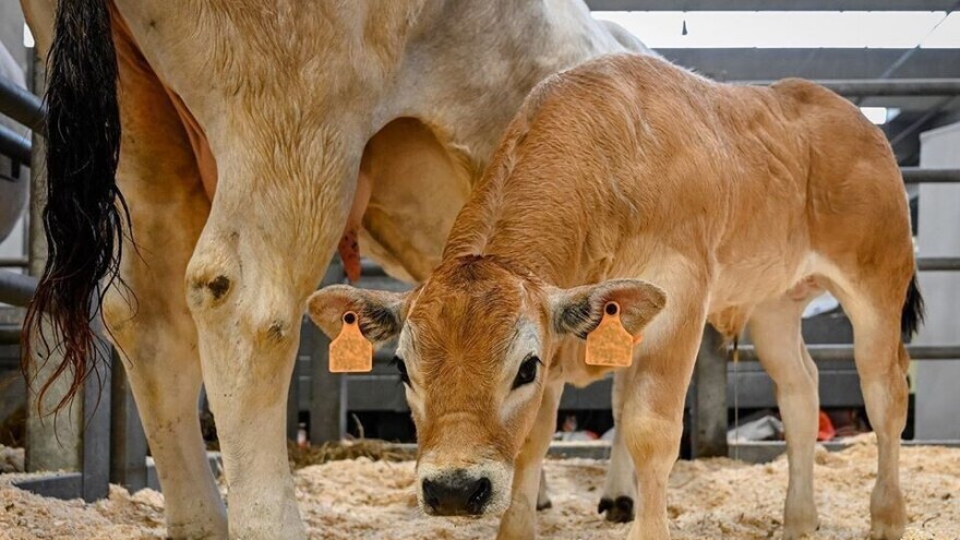 Iza pozornice arene za ocjenu krava i bikova - tuširanje, šišanje, feniranje