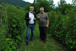 Nepovoljni vremenski uslovi i loša zaštita prepolovili rod maline, na 700 kg/dunumu