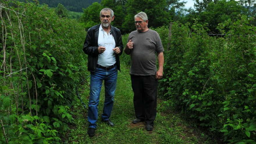 Nepovoljni vremenski uslovi i loša zaštita prepolovili rod maline, na 700 kg/dunumu