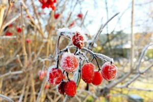 Kako zaštititi voćke od mraza i niskih temperatura
