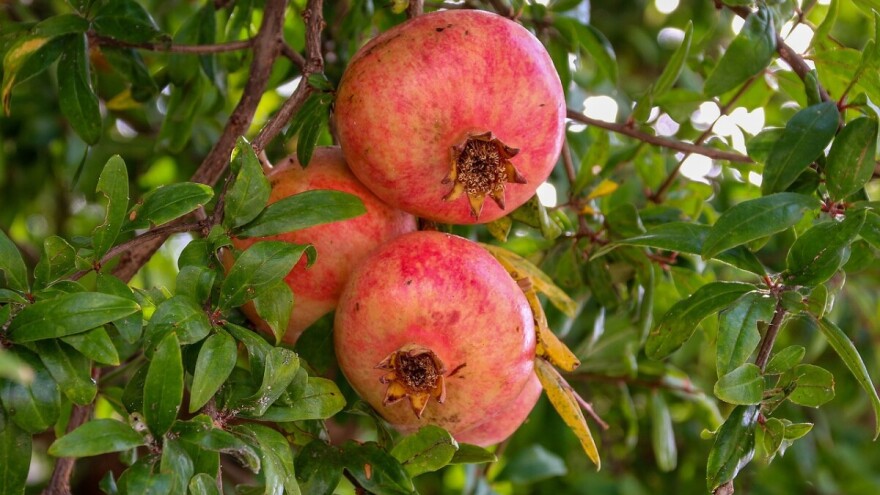 Uzgoj šipka na kontinentalnom području