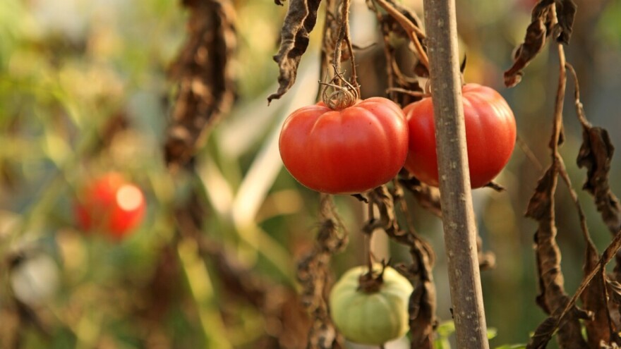 Rak rajčice: Prepoznajte simptome na vrijeme