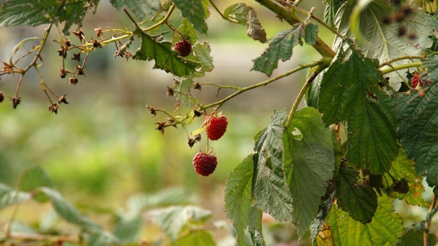 Nevrijeme uništilo kompletan rod maline