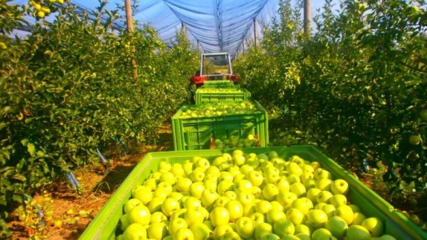 Fruškogorski voćari zadovoljni prinosom jabuke