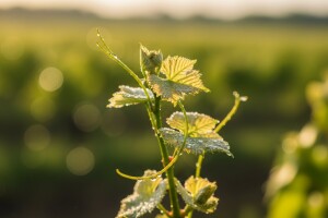 Fungicid koji prati porast vinove loze