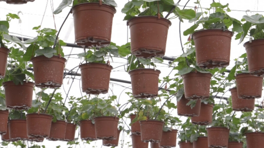 Muškatle - prva ljubav