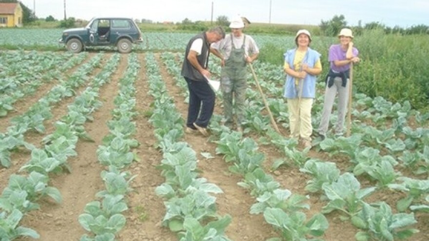 Futoški kupus, geografsko poreklo i slow food