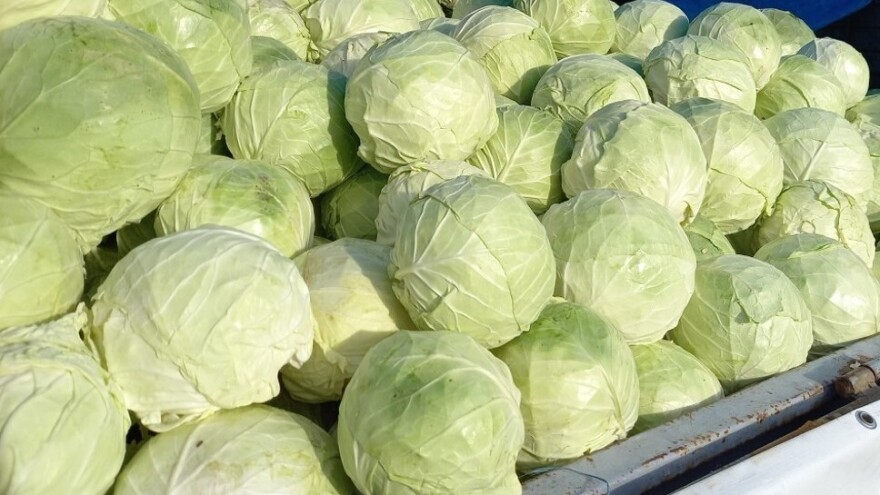 Futoška Kupusijada zakazana za 2. novembar