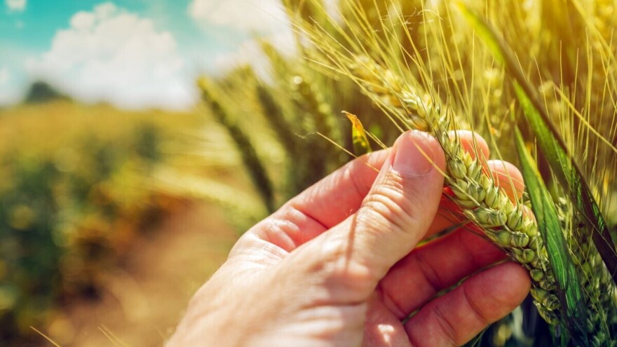 Poslije obilnih padavina česte su zaraze klasa pšenice - kako pomoći biljkama?