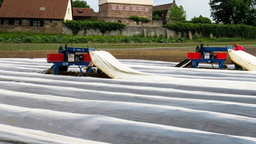 "Pauk" za sakupljanje šparoga smanjuje troškove berbe