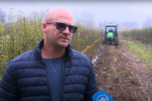 Gabrijel Babić: Kada zagrebete korijen sadnice on mora biti bijele boje