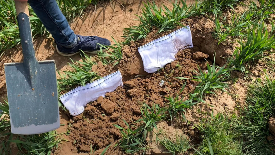 Zakopat će 2.000 pari gaća kako bi ispitali kvalitetu tla?