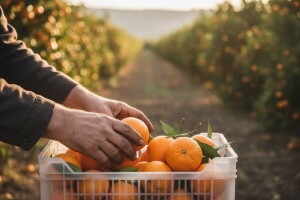 Gajba mandarina zarada 6 kuna