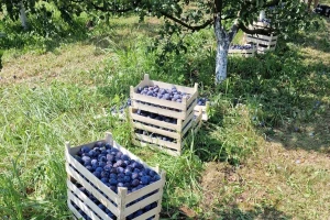 Smanjen rod šljive za 30 odsto - koje su isplative sorte?