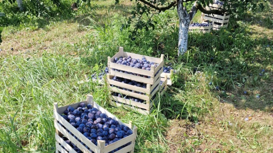 Manje zastupljene sorte šljive kojima treba dati šansu - koje su to?