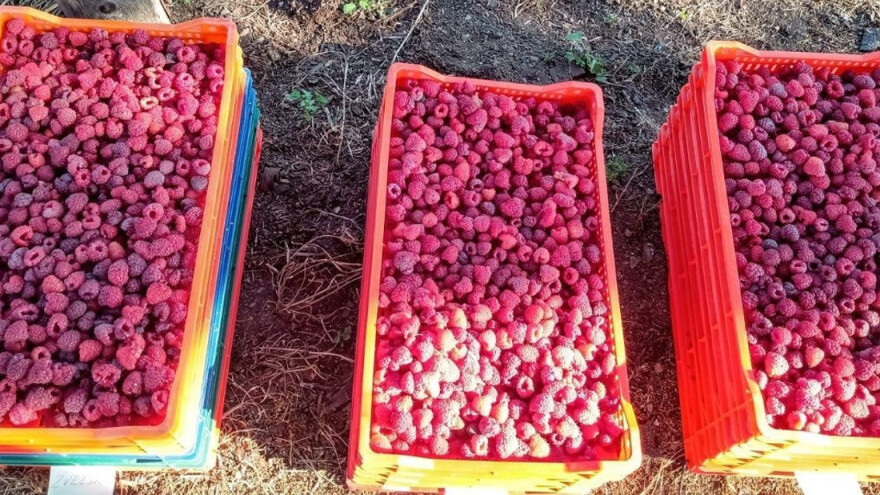 Malina u lošem stanju - i ove godine se očekuje podbačaj roda?