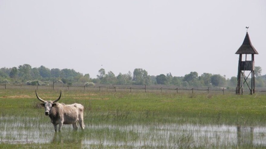 Proizvođači žele spasiti poplavni pašnjak Gajna!