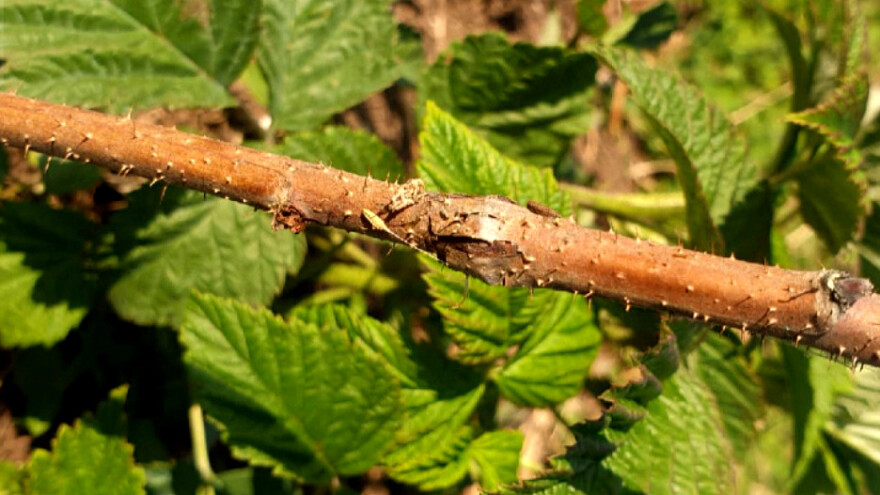 Malinina mušica izaziva sušenje izdanaka - kako i kada je suzbiti?
