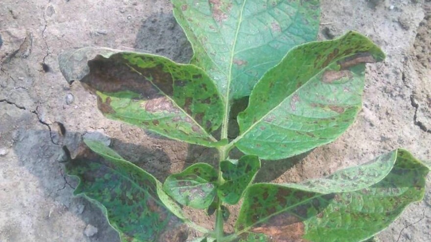 Suzbijanje crne pegavosti na listu krompira