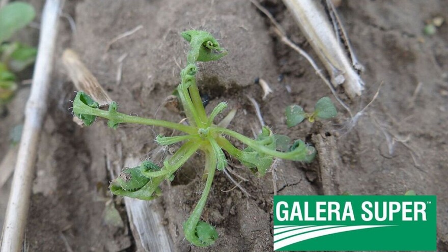 Jesenja zaštita uljane repice od korova