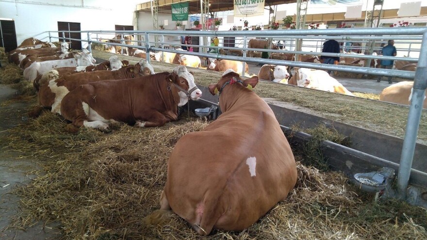 Stočari u Srbiji nezadovoljni uslovima za interventni otkup