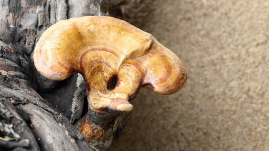 Jedna od najcjenjenijih ljekovitih gljiva, reishi