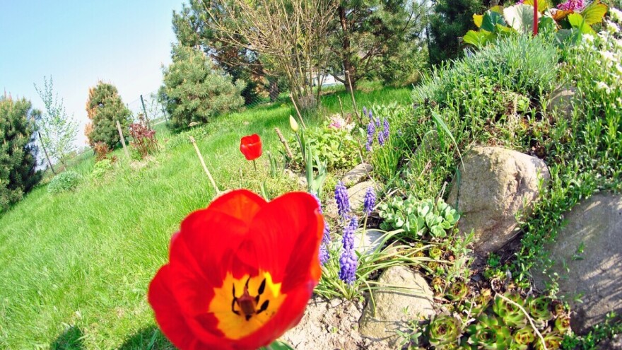 Kako oblikovati kamenjar u dvorištu?