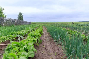 Šta uzgajati pored bijelog i crvenog luka?