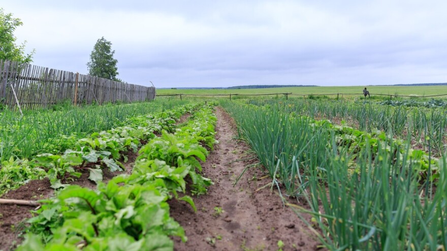 Šta uzgajati pored bijelog i crvenog luka?