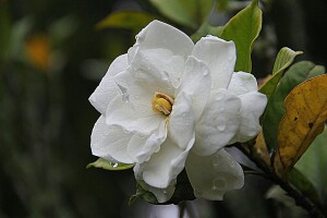 Uzgoj gardenije, iznimno cijenjene ukrasne biljke