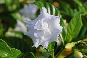 Uzgoj gardenije, iznimno cijenjene, ali zahtjevne biljke