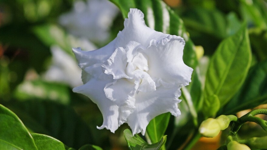 Uzgoj gardenije, iznimno cijenjene, ali zahtjevne biljke