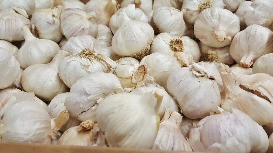 Listopad je idealan za sadnju češnjaka