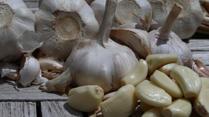 Podravski ozimi češnjak - prinosi i do 8t/ha